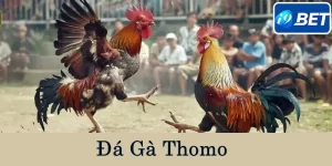Đá gà Thomo